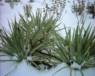 Sisyrinchium striatum