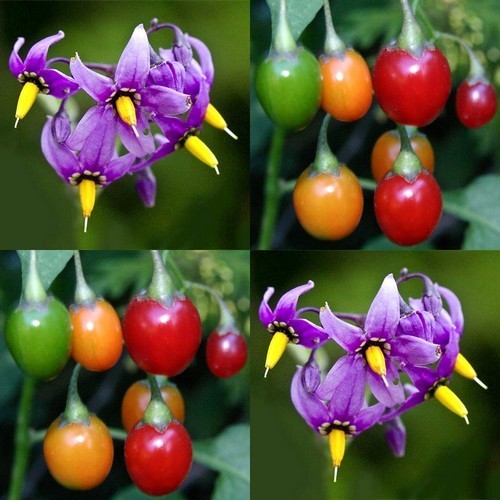 Solanum dulcamara