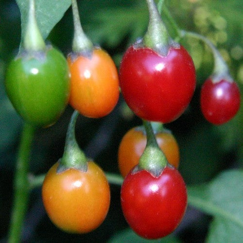 Solanum dulcamara