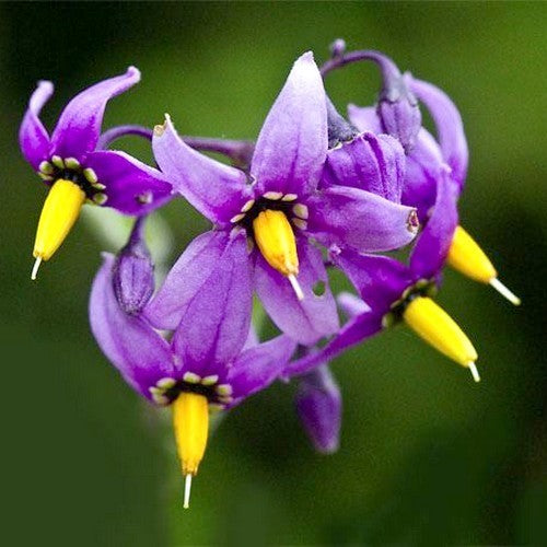 Solanum dulcamara