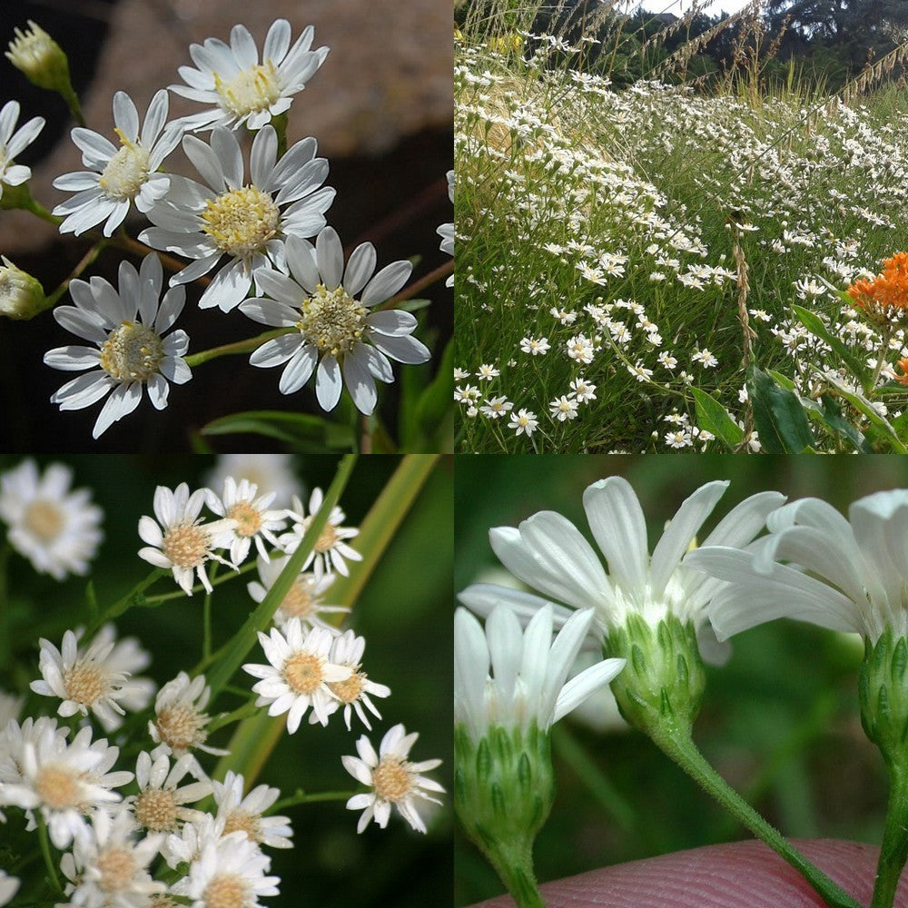 Solidago ptarmicoides