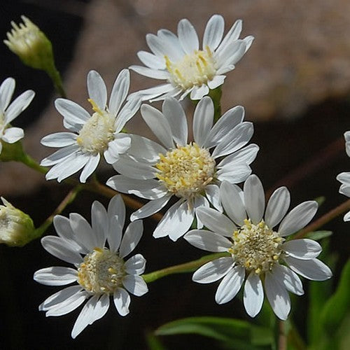 Solidago ptarmicoides