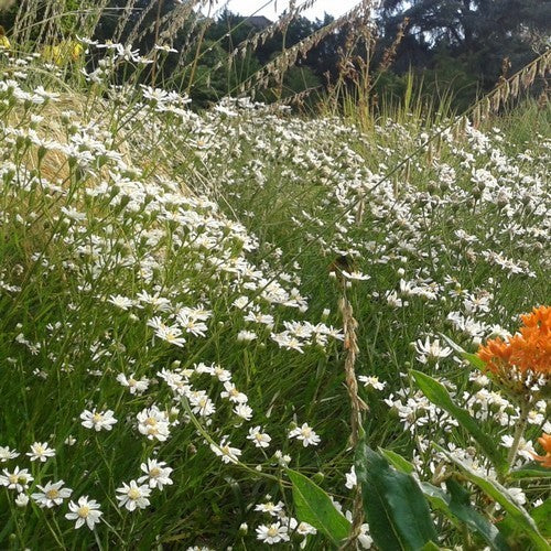 Solidago ptarmicoides