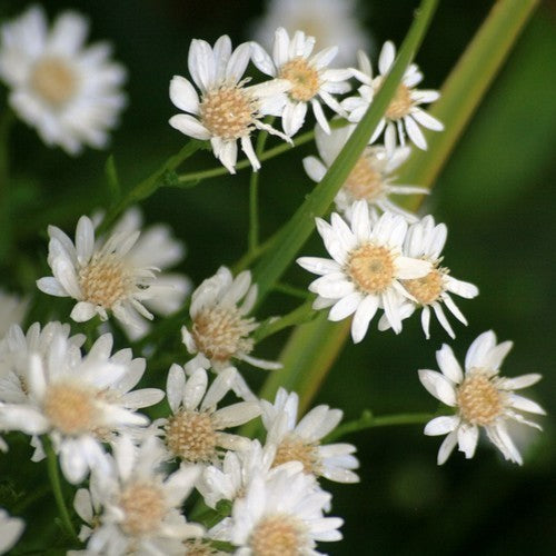 Solidago ptarmicoides