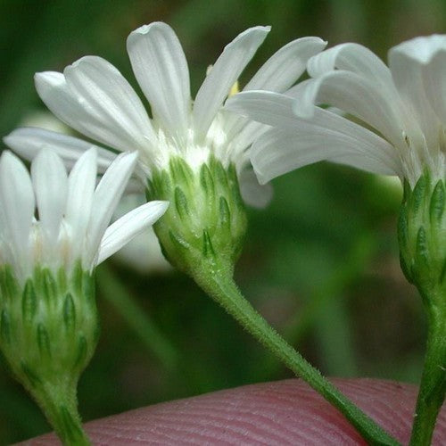 Solidago ptarmicoides