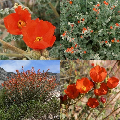 Sphaeralcea ambigua