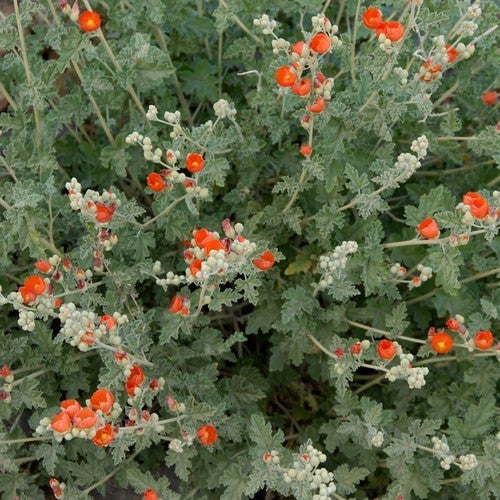 Sphaeralcea ambigua