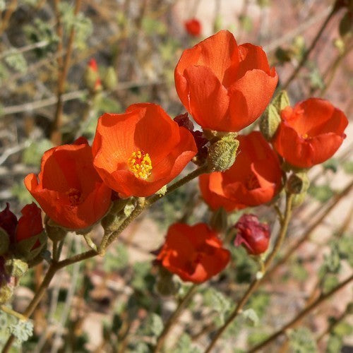 Sphaeralcea ambigua