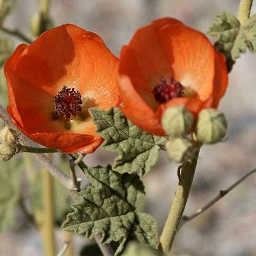 Sphaeralcea ambigua
