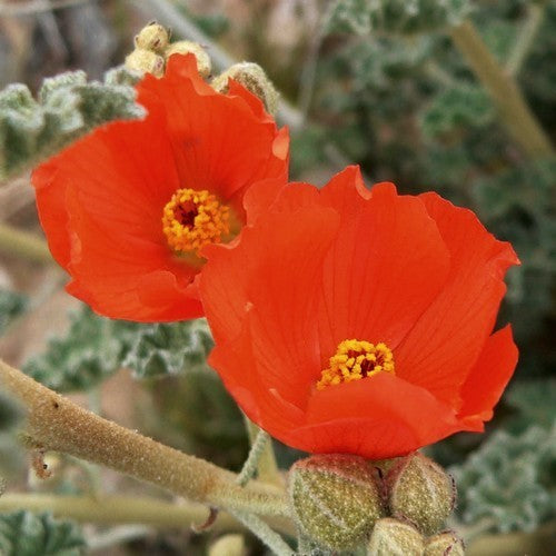 Sphaeralcea ambigua