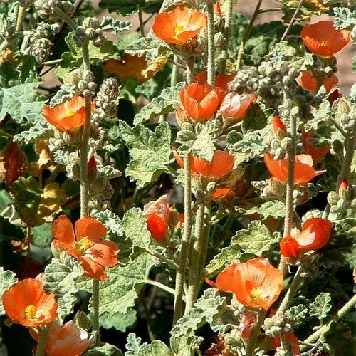 Sphaeralcea ambigua