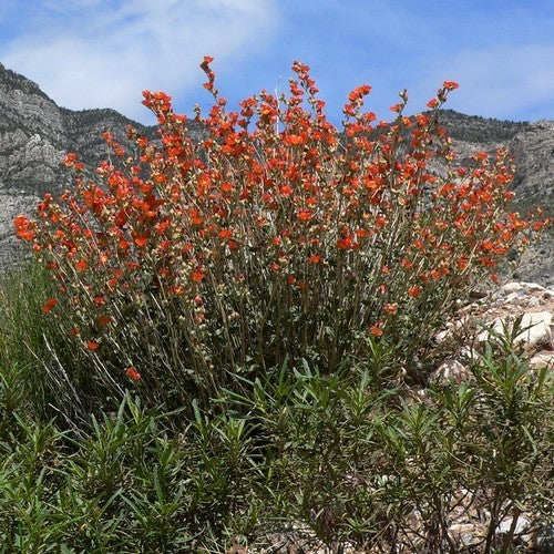 Sphaeralcea ambigua
