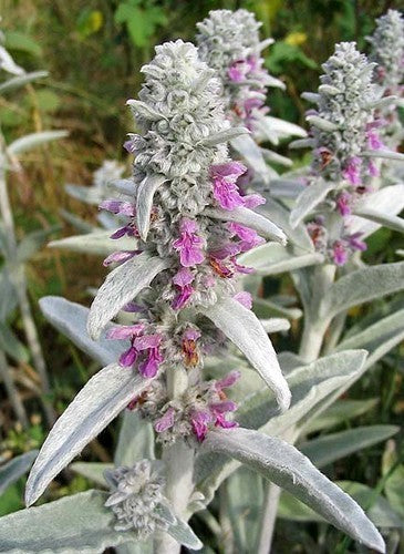 Stachys byzantina