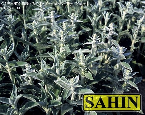 Stachys byzantina