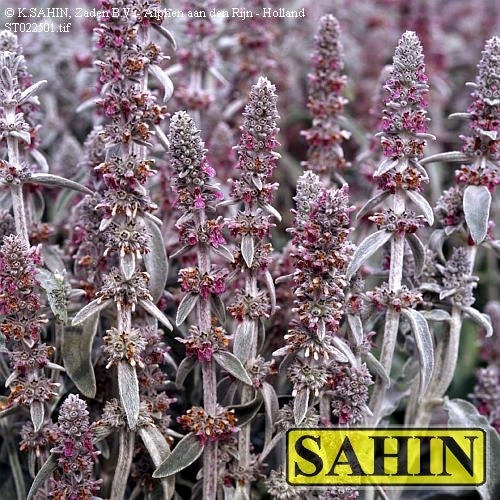 Stachys byzantina