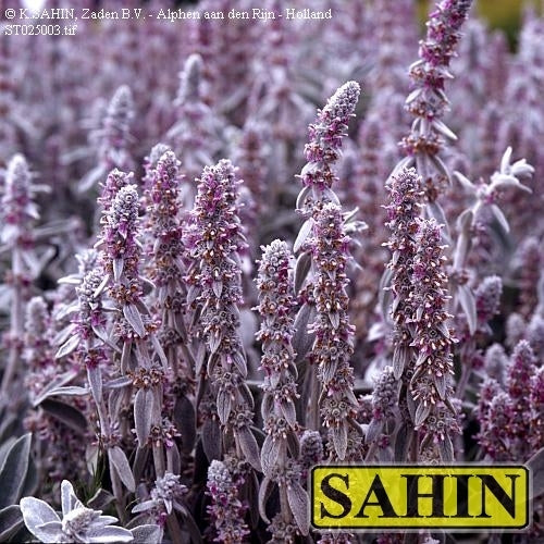 Stachys byzantina
