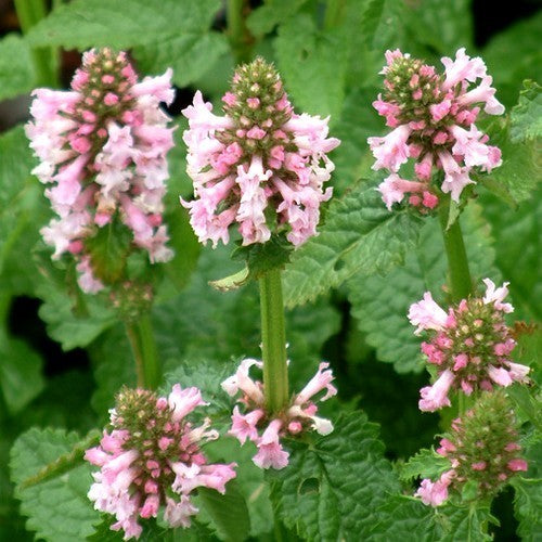 Stachys monieri 'Rosea'