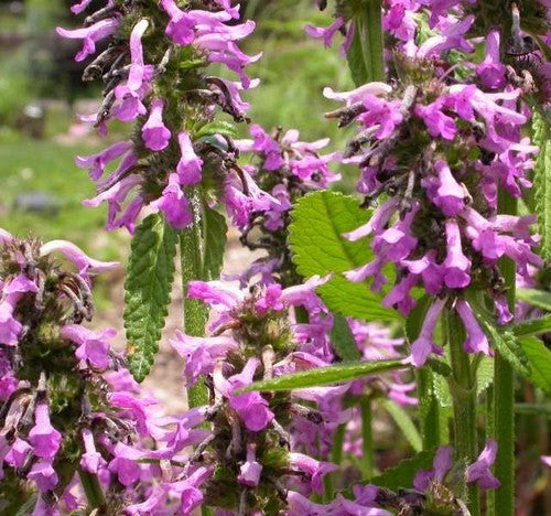 Stachys officinalis