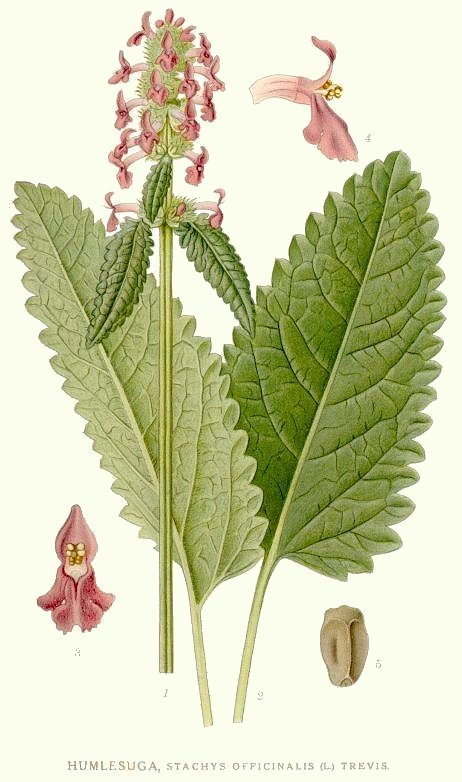Stachys officinalis