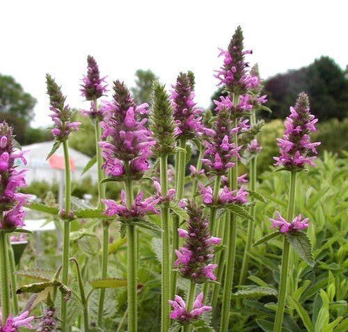 Stachys officinalis
