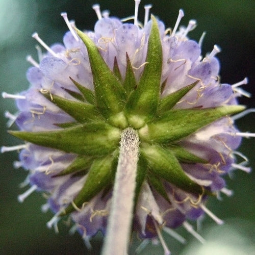 Succisa pratensis