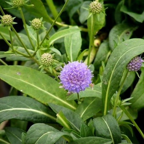Succisa pratensis
