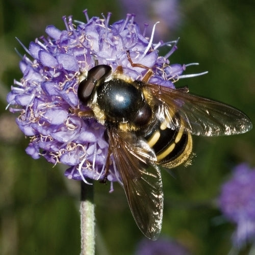 Succisa pratensis