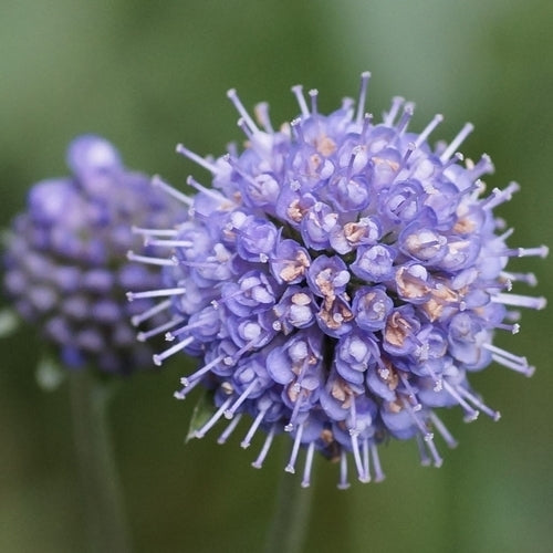 Succisa pratensis