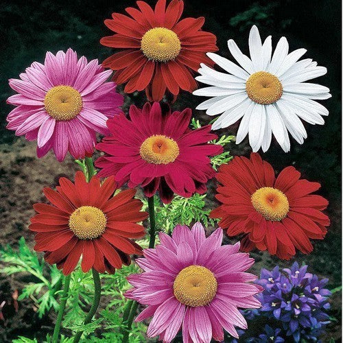 Tanacetum coccineum 'Single Mixed'