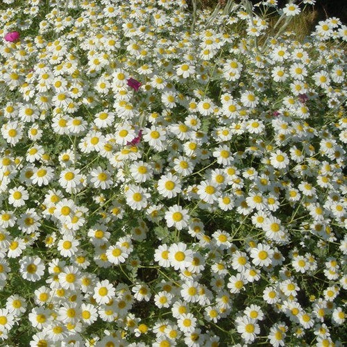 Tanacetum niveum 'Jackpot'