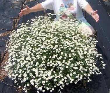 Tanacetum niveum 'Jackpot'