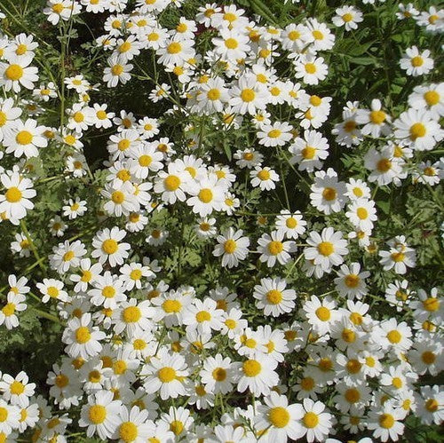 Tanacetum niveum 'Jackpot'