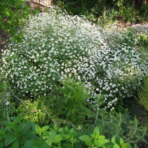 Tanacetum niveum 'Jackpot'
