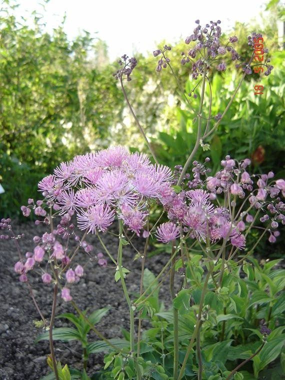 Thalictrum aquilegifolium