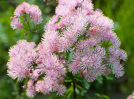 Thalictrum aquilegifolium