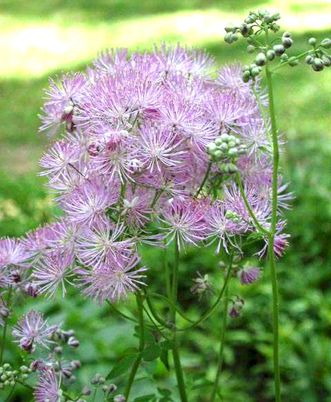 Thalictrum aquilegifolium