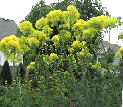 Thalictrum flavum ssp glaucum