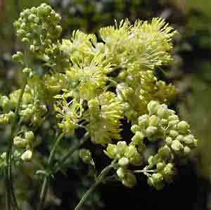 Thalictrum flavum ssp glaucum