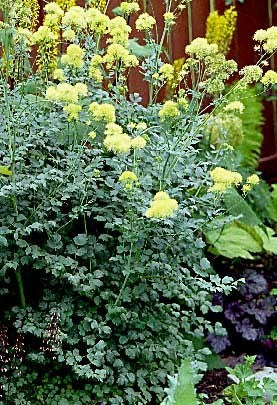Thalictrum flavum ssp glaucum