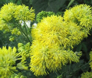 Thalictrum flavum ssp glaucum