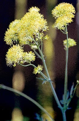 Thalictrum flavum ssp glaucum