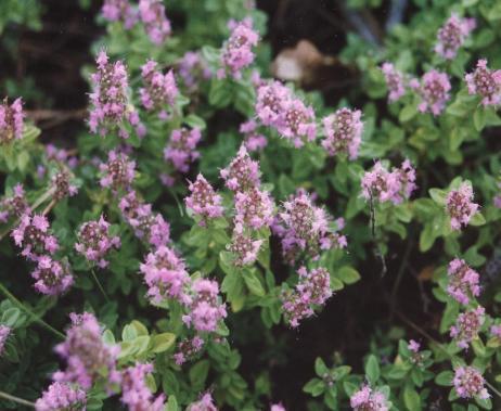 Thymus serpyllum