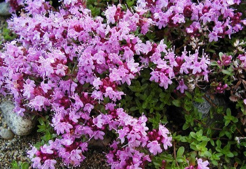 Thymus serpyllum