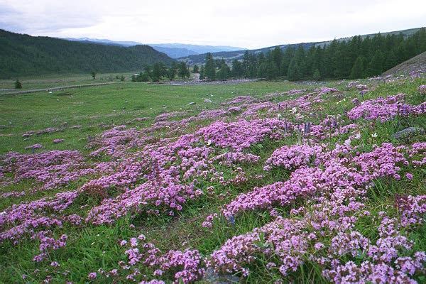 Thymus serpyllum