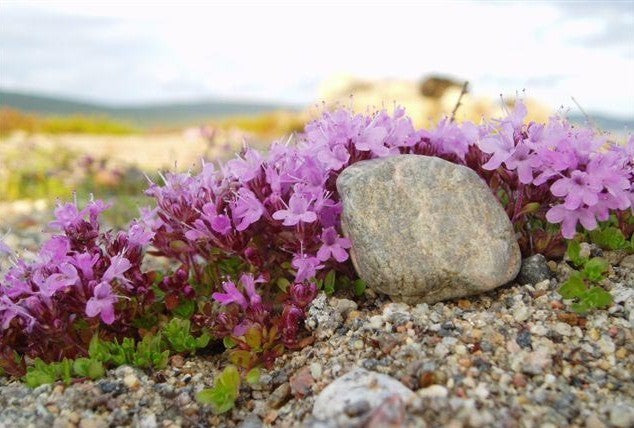 Thymus serpyllum