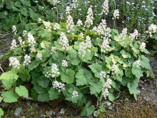 Tiarella wherryi 'Sugar Scoop'