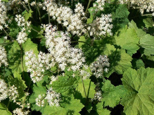 Tiarella wherryi 'Sugar Scoop'