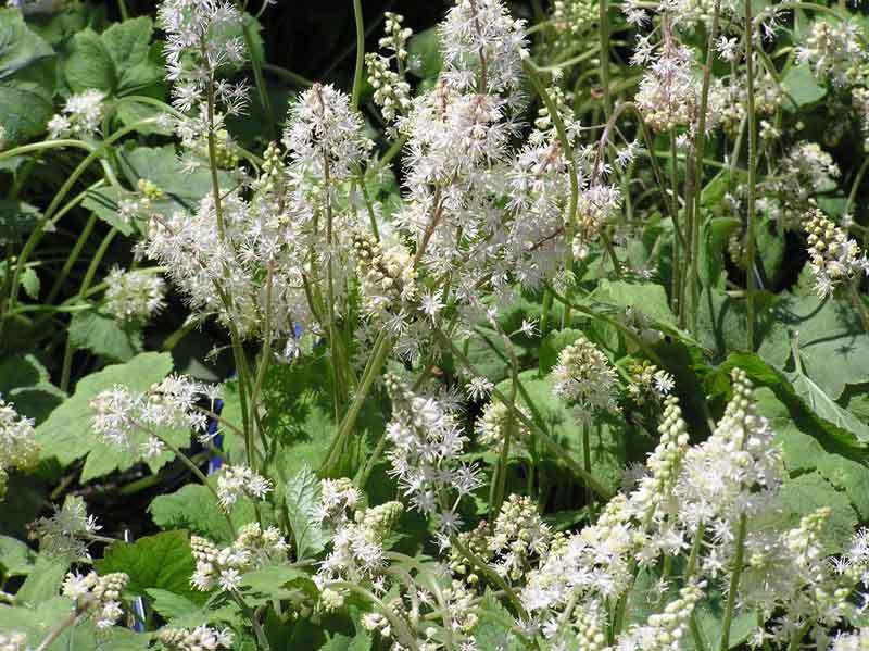 Tiarella wherryi 'Sugar Scoop'
