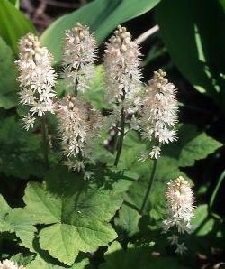 Tiarella wherryi 'Sugar Scoop'