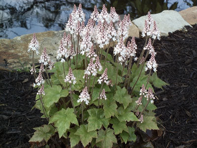 Tiarella wherryi 'Sugar Scoop'